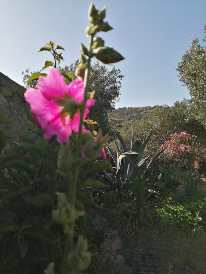 Arcadia Eressos Hotell Eksteriør bilde